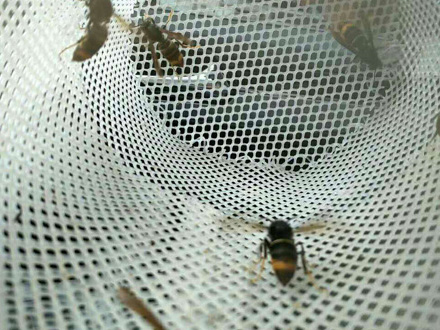 养蜂塑料平网