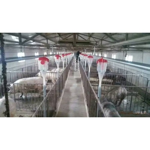 广东自动养猪设备企业~泊头开元厂家定制猪场自动喂料设备设计
