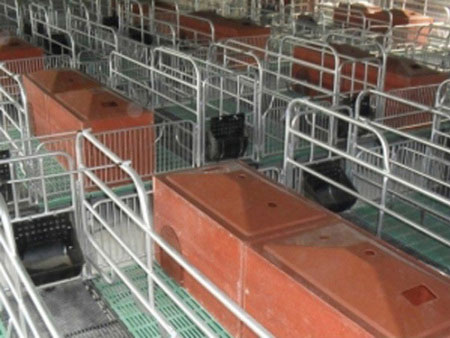 甘肃小猪保育床「旺农畜牧设备」复合板保育床多少钱