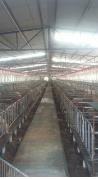 湖南养猪设备加工公司|开元畜牧加工订制畜牧自动喂料系统